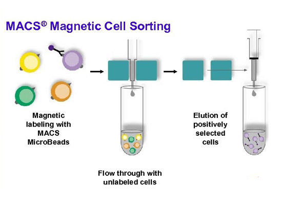 Magnetic Activated Cell Sorting