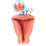 Endometrial receptivity