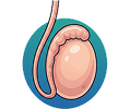 Surgical sperm retrieval